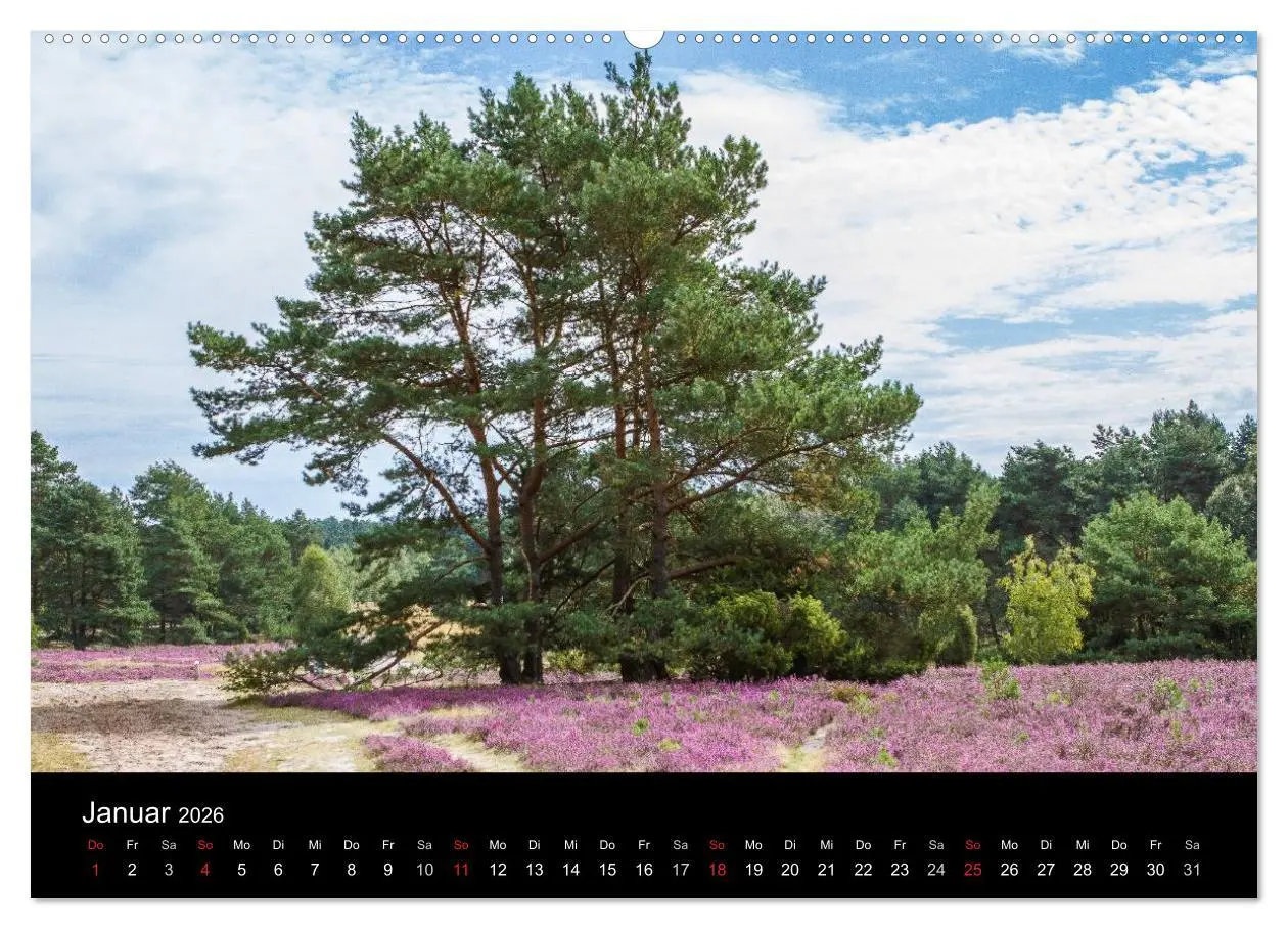 Bild: 9783516173291 | Lüneburger Heide (Wandkalender 2026 DIN A2 quer), CALVENDO...