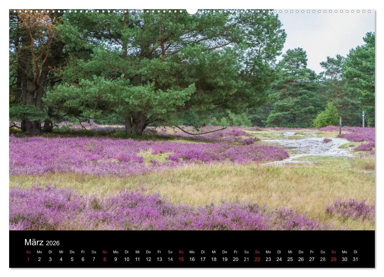 Bild: 9783516173291 | Lüneburger Heide (Wandkalender 2026 DIN A2 quer), CALVENDO...