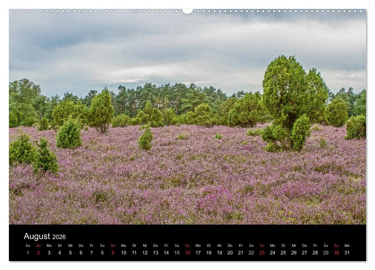 Bild: 9783516173291 | Lüneburger Heide (Wandkalender 2026 DIN A2 quer), CALVENDO...