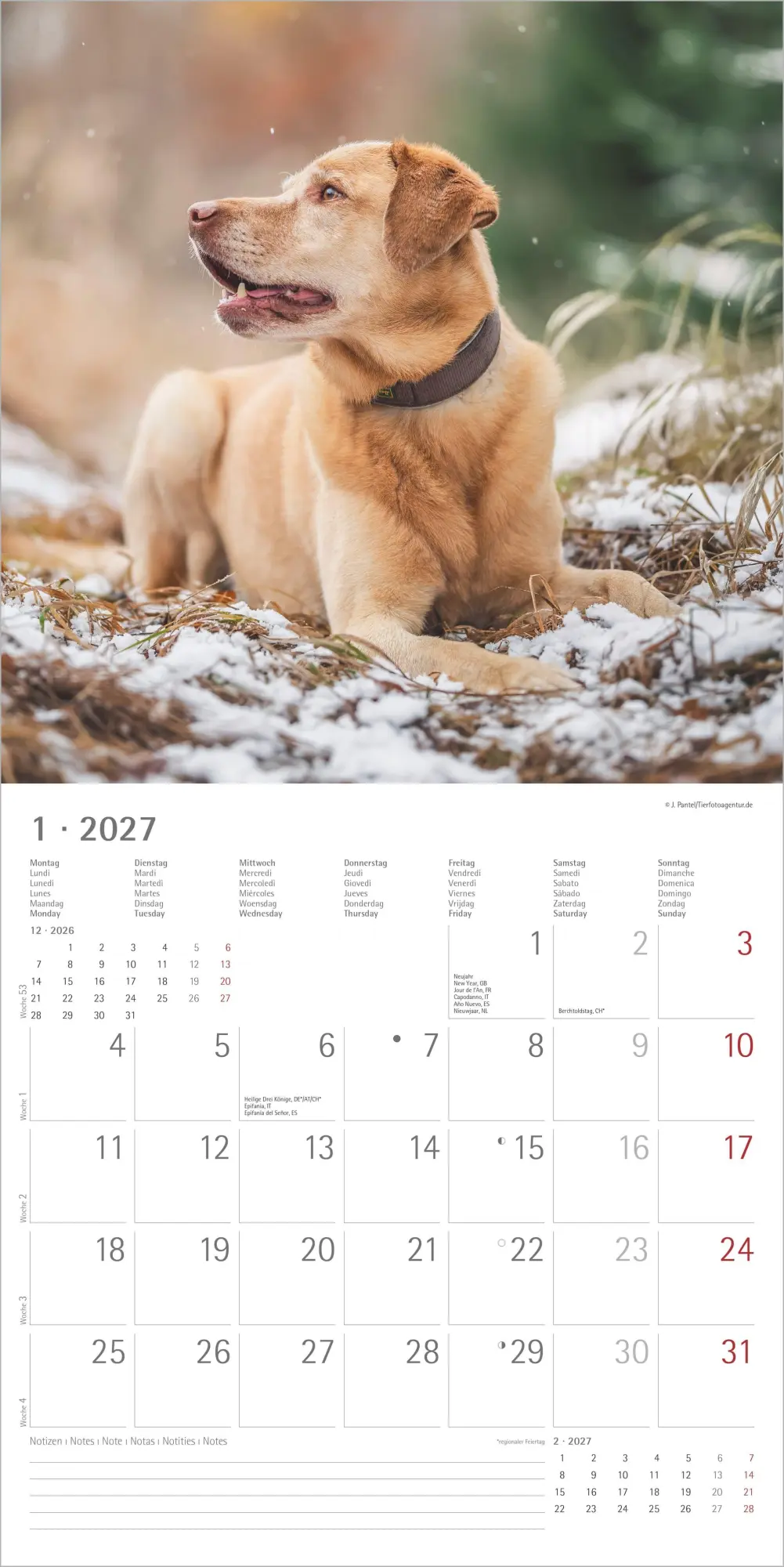 Bild: 4069095013391 | Labrador Retriever 2027 | Neumann Verlage GmbH &amp; Co KG | Kalender