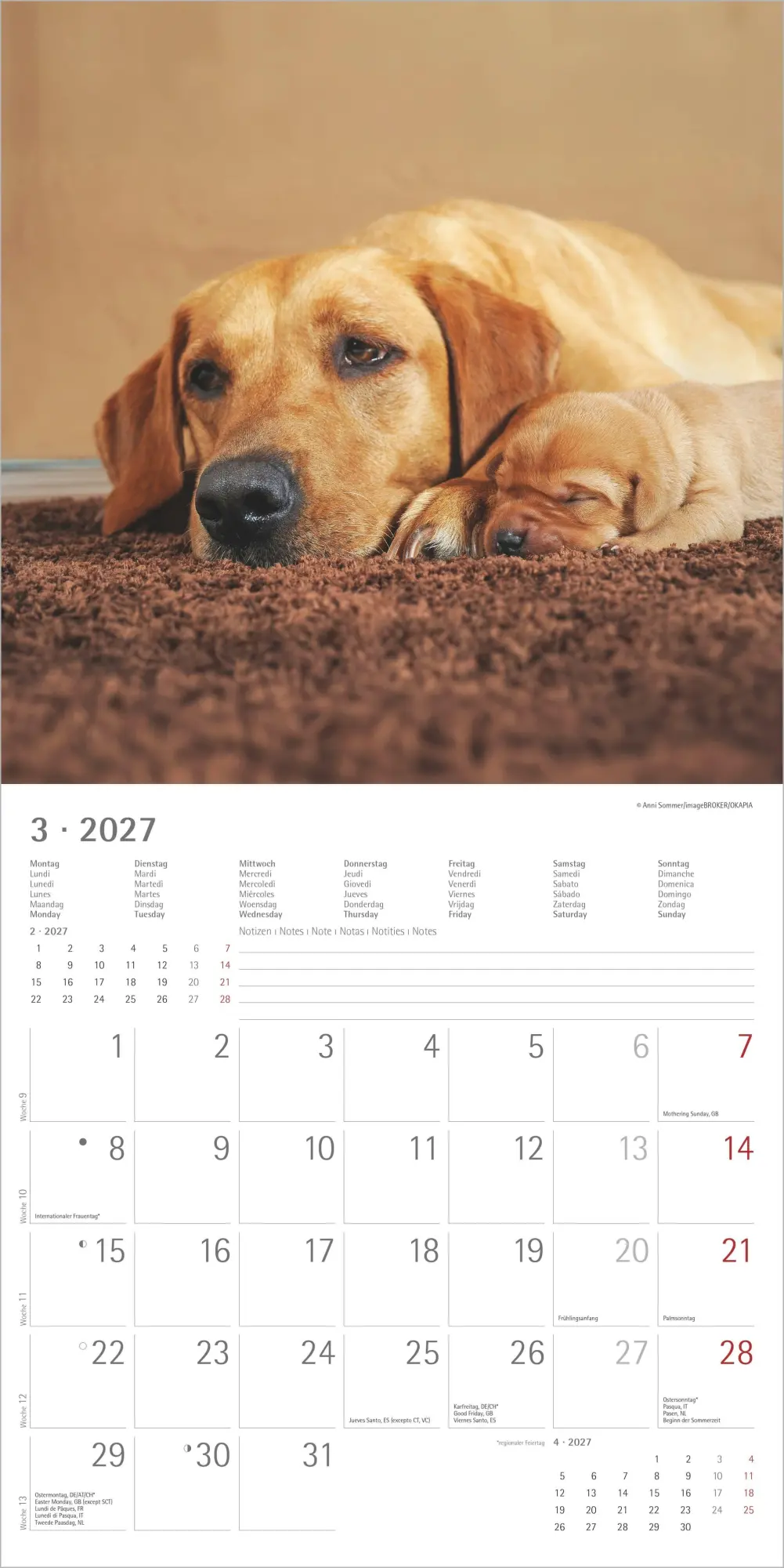 Bild: 4069095013391 | Labrador Retriever 2027 | Neumann Verlage GmbH &amp; Co KG | Kalender
