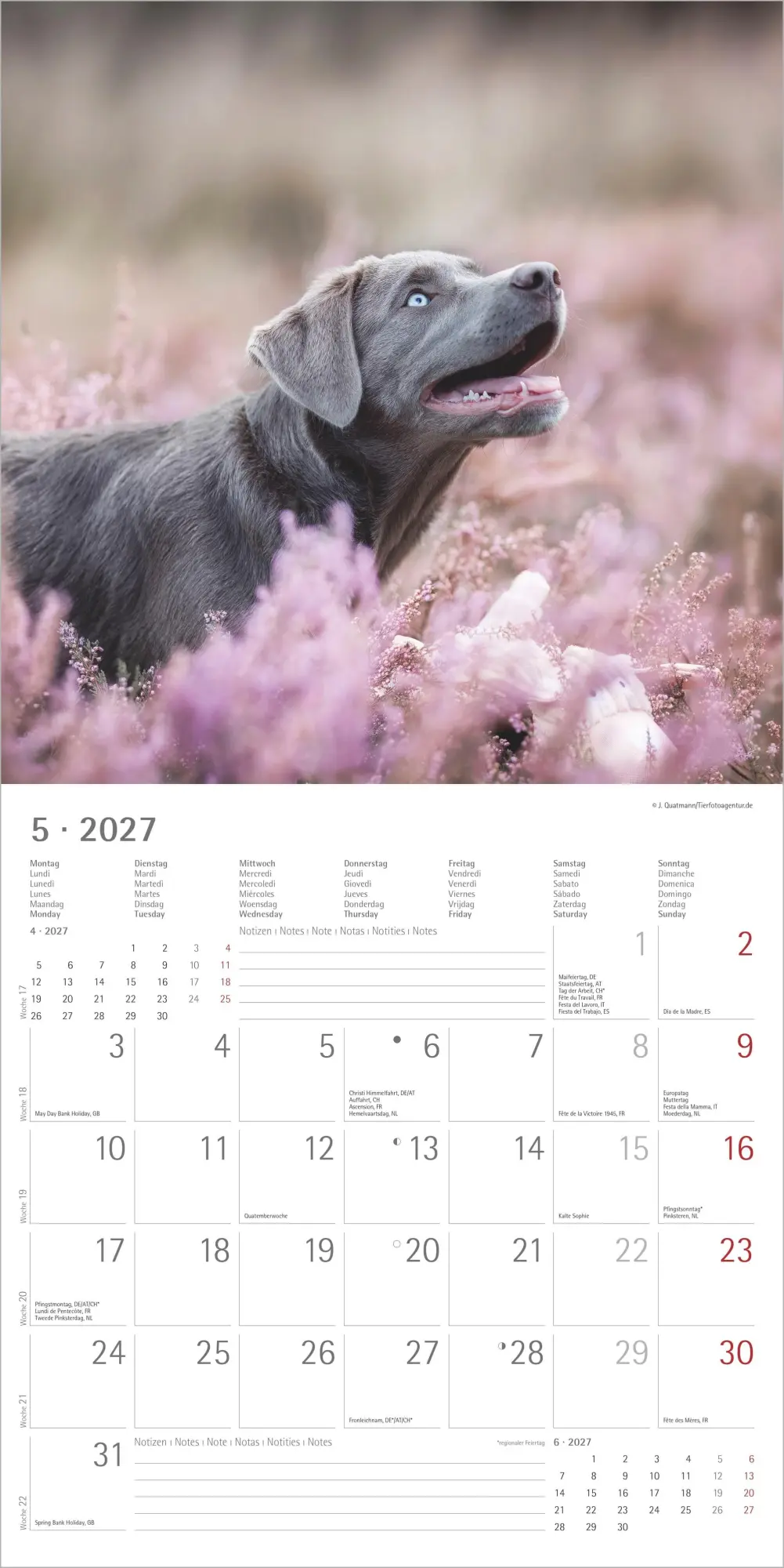 Bild: 4069095013391 | Labrador Retriever 2027 | Neumann Verlage GmbH &amp; Co KG | Kalender