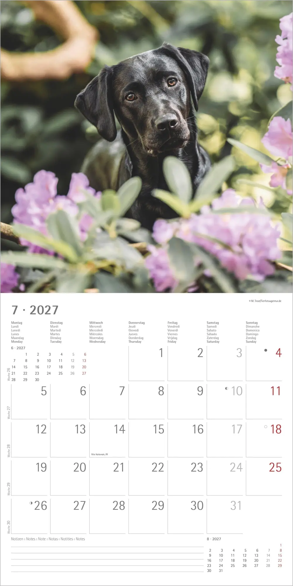 Bild: 4069095013391 | Labrador Retriever 2027 | Neumann Verlage GmbH &amp; Co KG | Kalender