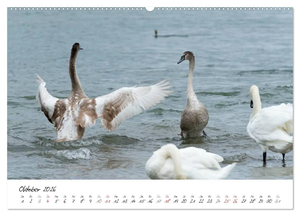 Bild: 9783516093391 | Vom Küken zum Schwan (Wandkalender 2026 DIN A2 quer), CALVENDO...