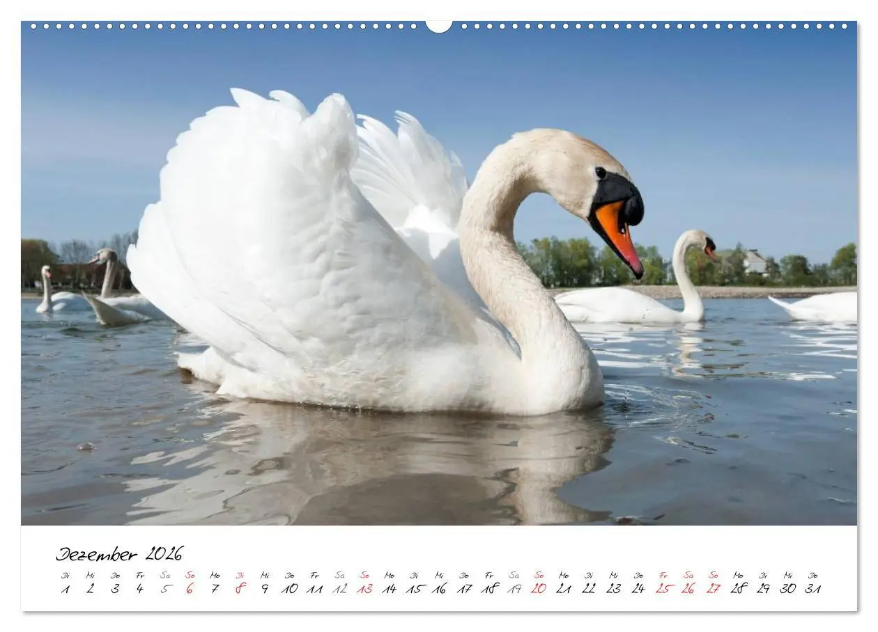Bild: 9783516093391 | Vom Küken zum Schwan (Wandkalender 2026 DIN A2 quer), CALVENDO...