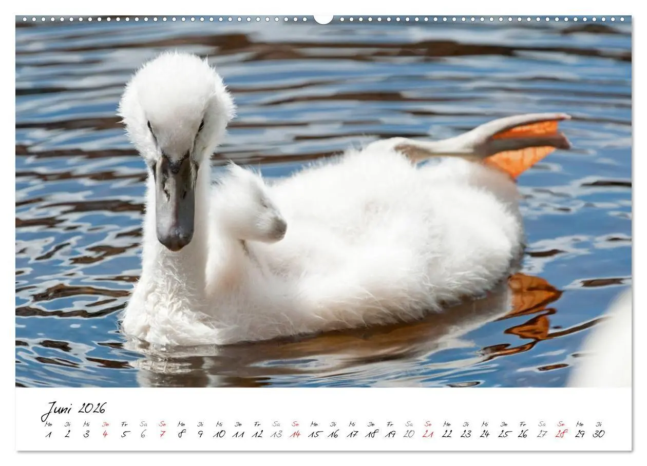 Bild: 9783516093391 | Vom Küken zum Schwan (Wandkalender 2026 DIN A2 quer), CALVENDO...