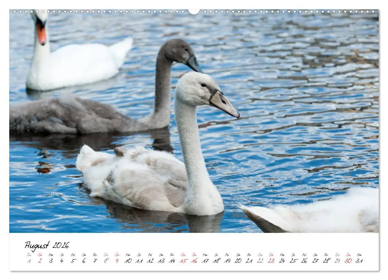 Bild: 9783516093391 | Vom Küken zum Schwan (Wandkalender 2026 DIN A2 quer), CALVENDO...