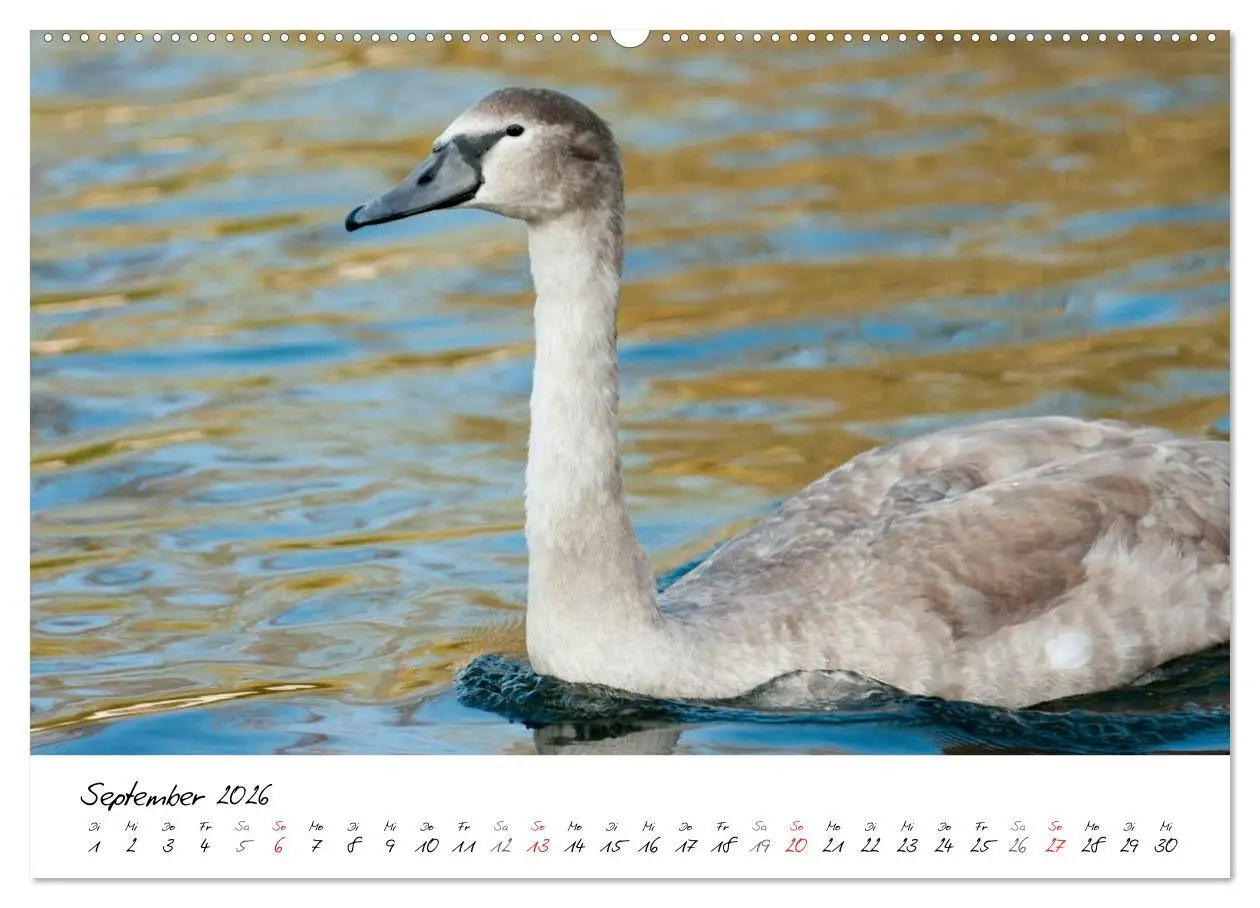 Bild: 9783516093391 | Vom Küken zum Schwan (Wandkalender 2026 DIN A2 quer), CALVENDO...