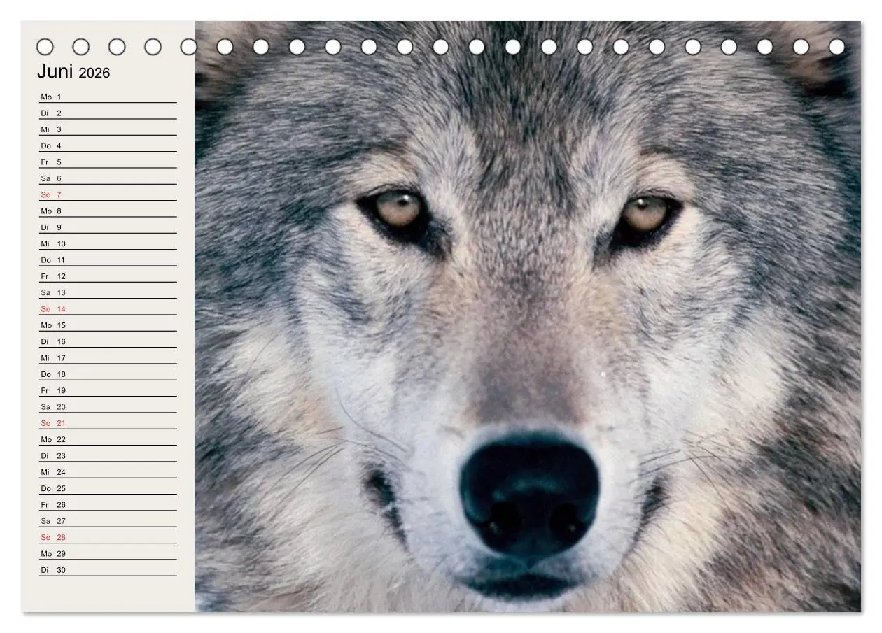 Bild: 9783516143591 | Wölfe. Verwegene Anmut (Tischkalender 2026 DIN A5 quer), CALVENDO...