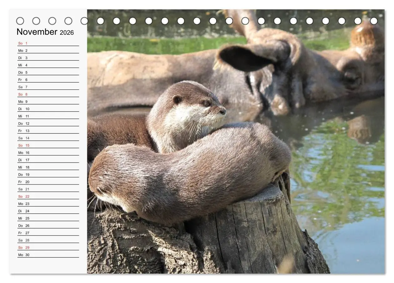 Bild: 9783457973691 | Seehunde und Otter. Putzige Gesellen, perfekte Schwimmer...