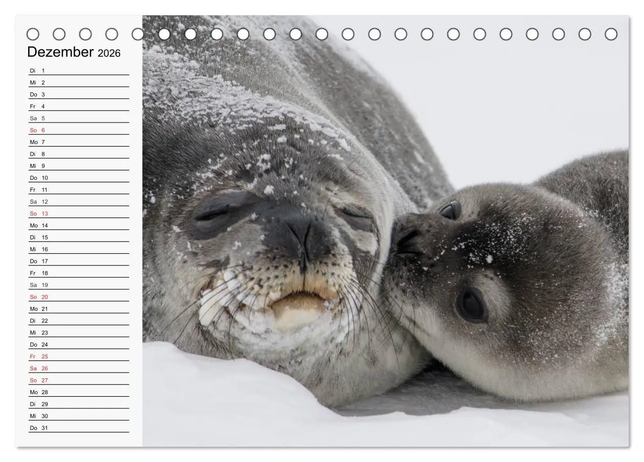 Bild: 9783457973691 | Seehunde und Otter. Putzige Gesellen, perfekte Schwimmer...