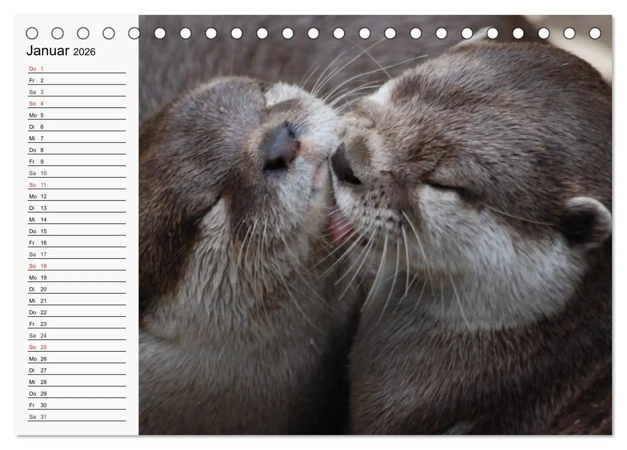 Bild: 9783457973691 | Seehunde und Otter. Putzige Gesellen, perfekte Schwimmer...