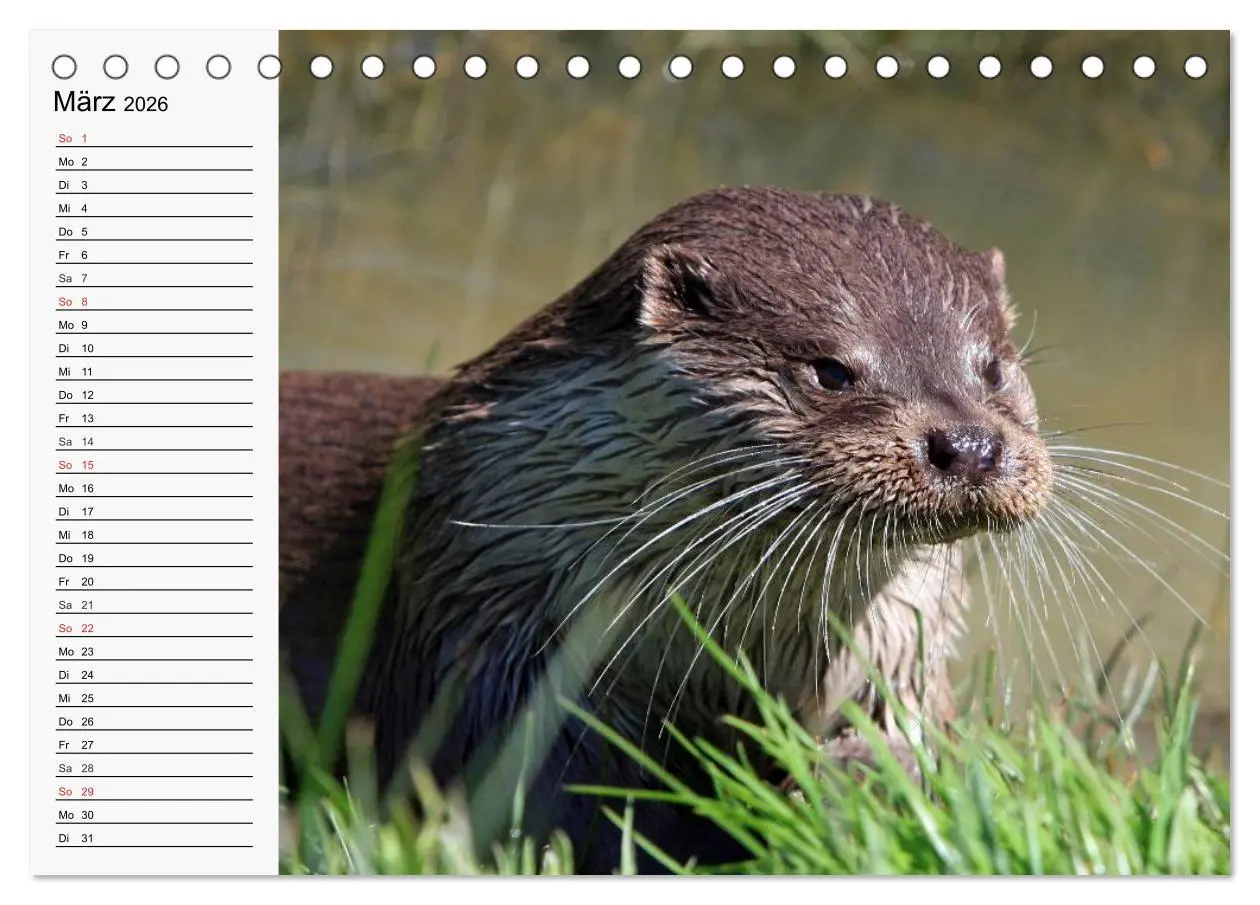 Bild: 9783457973691 | Seehunde und Otter. Putzige Gesellen, perfekte Schwimmer...