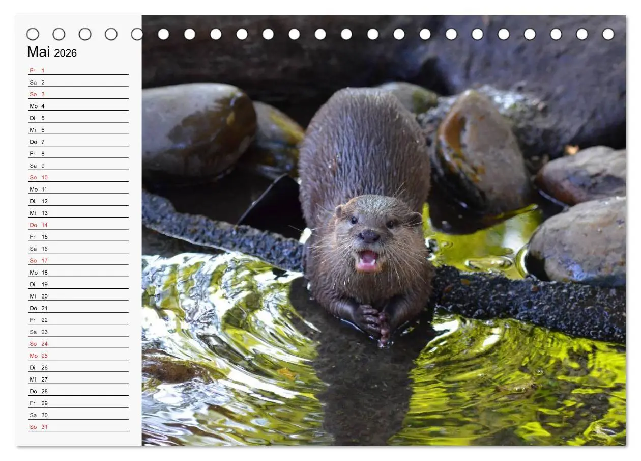 Bild: 9783457973691 | Seehunde und Otter. Putzige Gesellen, perfekte Schwimmer...