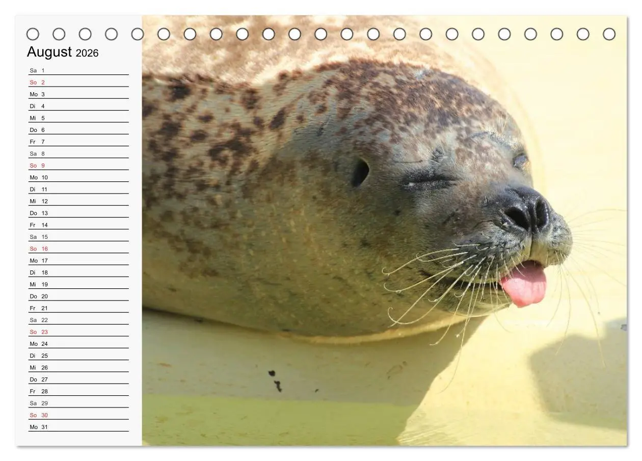 Bild: 9783457973691 | Seehunde und Otter. Putzige Gesellen, perfekte Schwimmer...