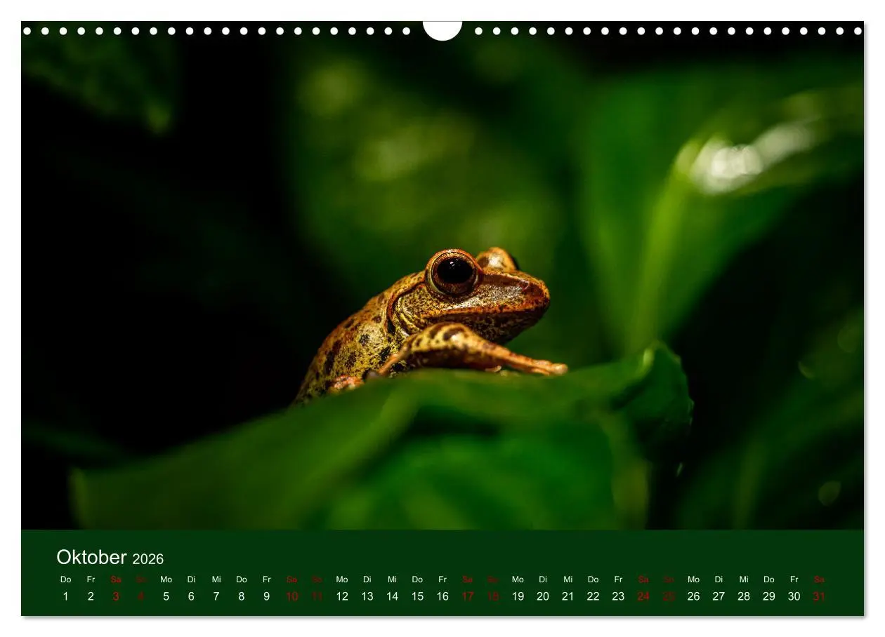 Bild: 9783457583791 | Reptilien &amp; Amphibien Portraits (Wandkalender 2026 DIN A3 quer),...