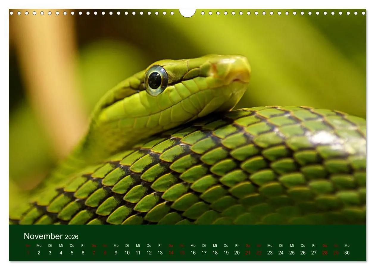 Bild: 9783457583791 | Reptilien &amp; Amphibien Portraits (Wandkalender 2026 DIN A3 quer),...
