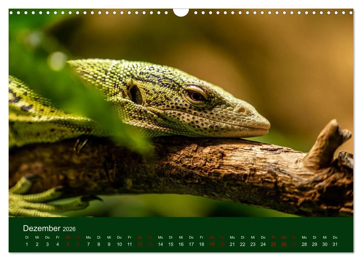 Bild: 9783457583791 | Reptilien &amp; Amphibien Portraits (Wandkalender 2026 DIN A3 quer),...