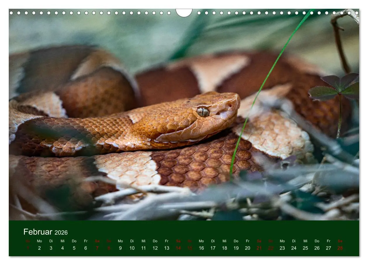 Bild: 9783457583791 | Reptilien &amp; Amphibien Portraits (Wandkalender 2026 DIN A3 quer),...