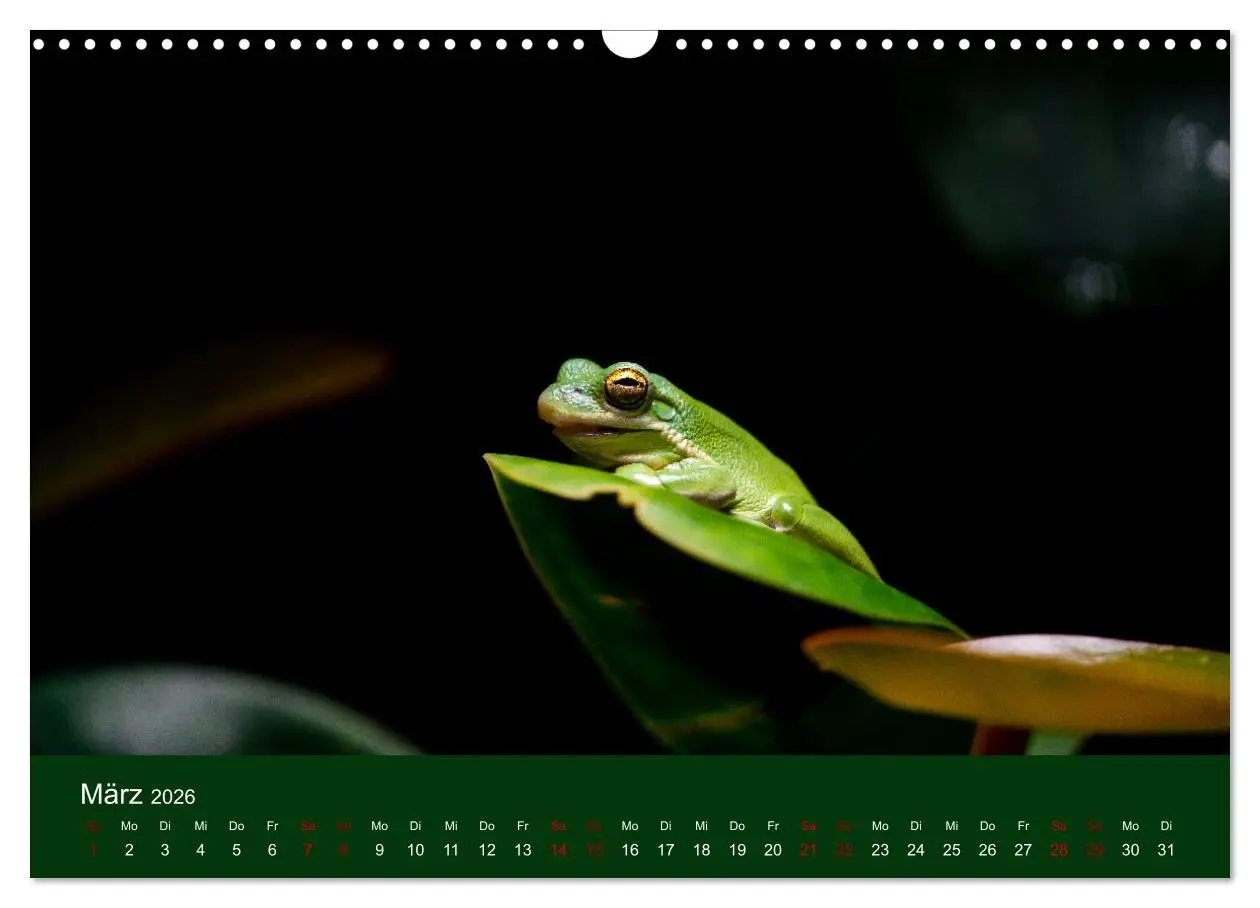 Bild: 9783457583791 | Reptilien &amp; Amphibien Portraits (Wandkalender 2026 DIN A3 quer),...