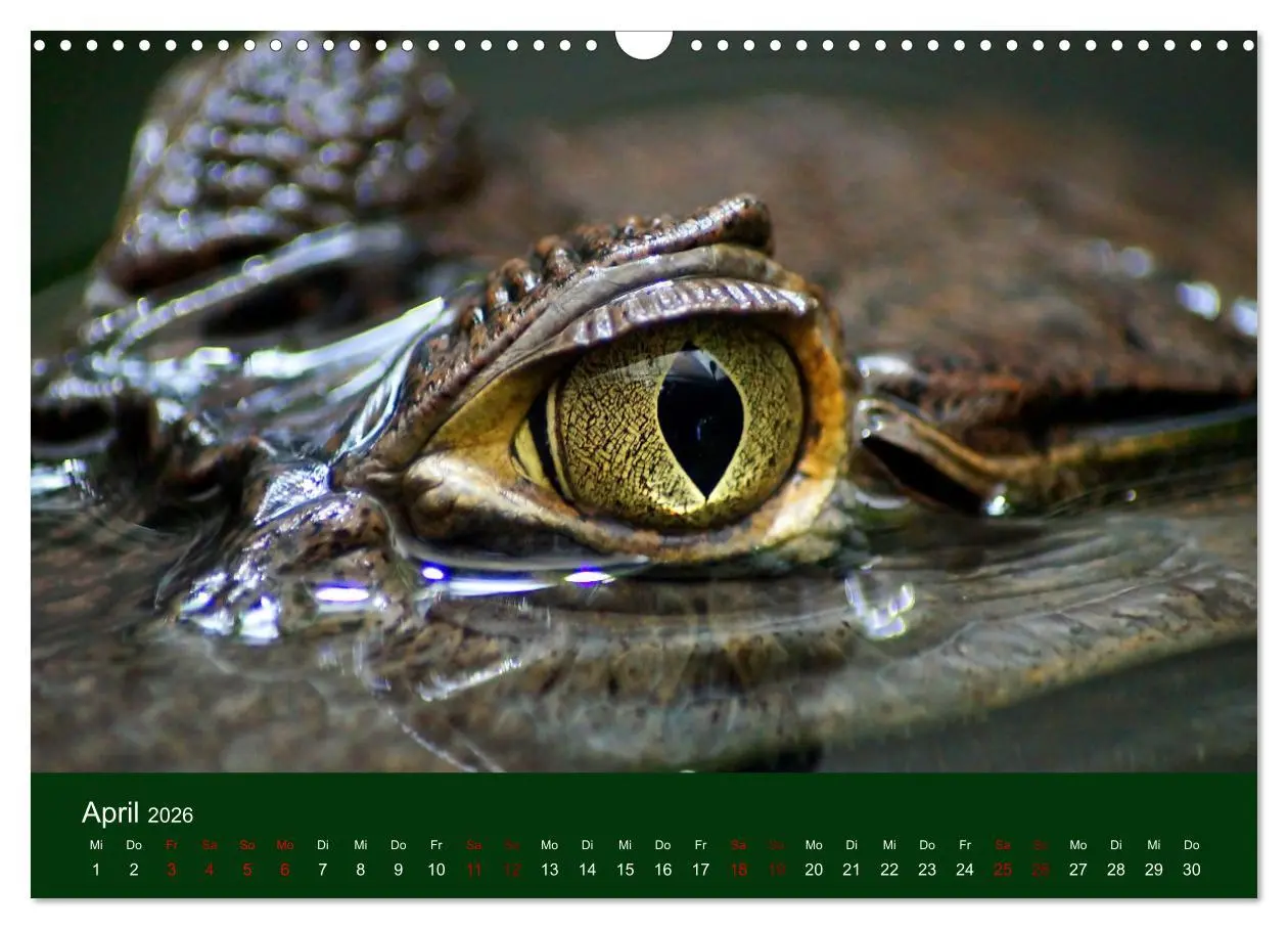 Bild: 9783457583791 | Reptilien &amp; Amphibien Portraits (Wandkalender 2026 DIN A3 quer),...