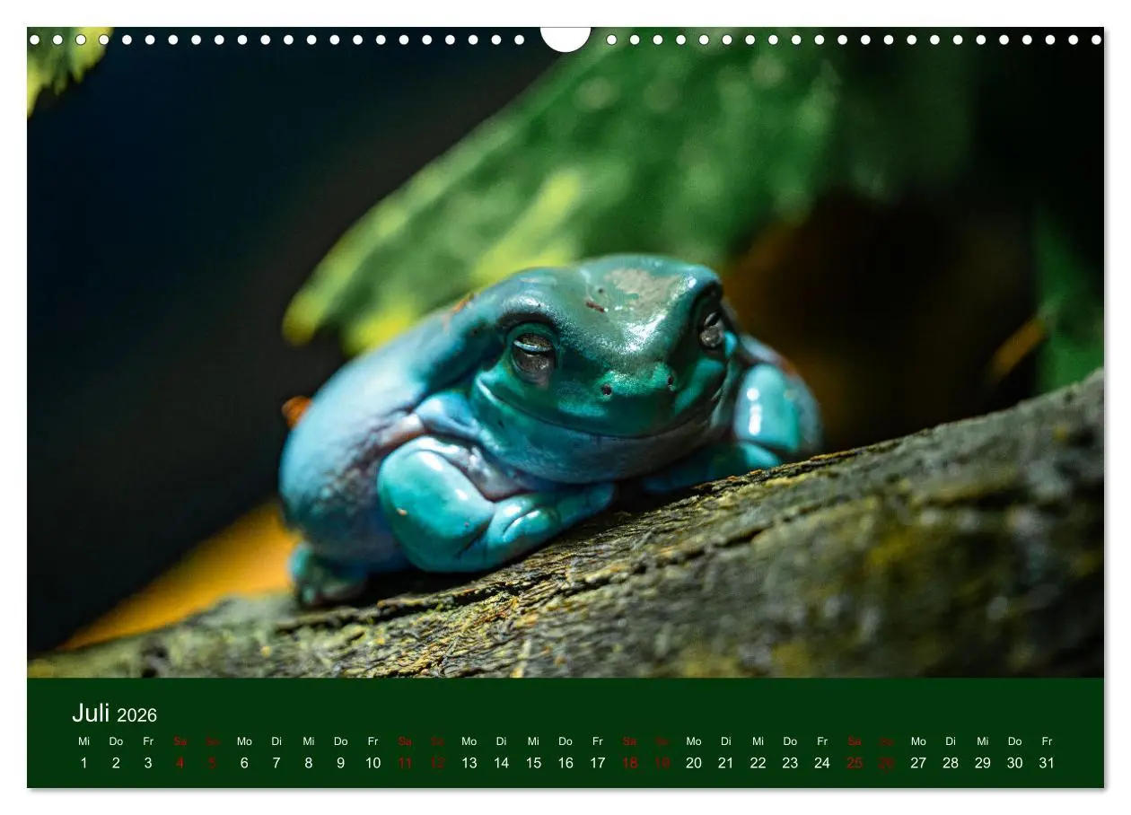 Bild: 9783457583791 | Reptilien &amp; Amphibien Portraits (Wandkalender 2026 DIN A3 quer),...