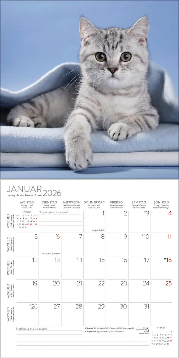 Bild: 9783731883791 | Cats 2026 | Verlag Korsch | Kalender | 13 S. | Deutsch | 2026