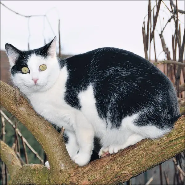 Bild: 9783731883791 | Cats 2026 | Verlag Korsch | Kalender | 13 S. | Deutsch | 2026