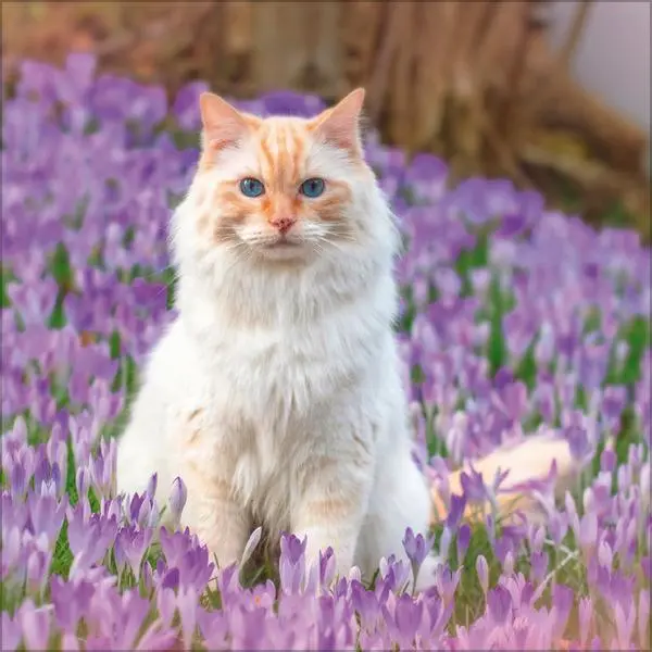 Bild: 9783731883791 | Cats 2026 | Verlag Korsch | Kalender | 13 S. | Deutsch | 2026