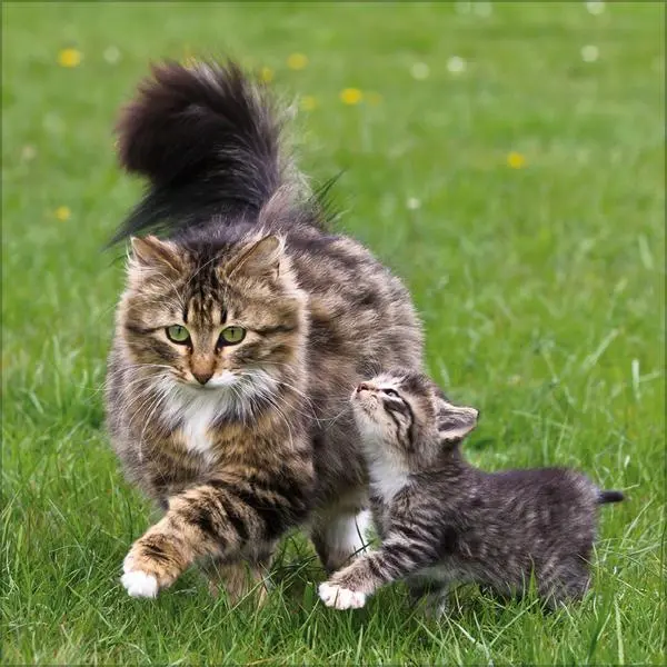 Bild: 9783731883791 | Cats 2026 | Verlag Korsch | Kalender | 13 S. | Deutsch | 2026