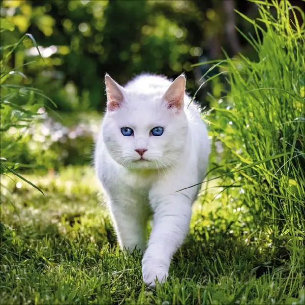 Bild: 9783731883791 | Cats 2026 | Verlag Korsch | Kalender | 13 S. | Deutsch | 2026