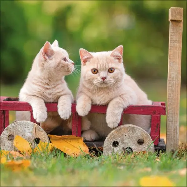 Bild: 9783731883791 | Cats 2026 | Verlag Korsch | Kalender | 13 S. | Deutsch | 2026