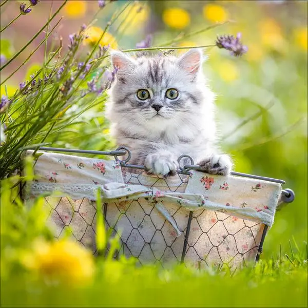 Bild: 9783731883791 | Cats 2026 | Verlag Korsch | Kalender | 13 S. | Deutsch | 2026
