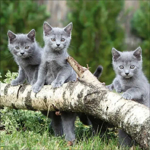 Bild: 9783731883791 | Cats 2026 | Verlag Korsch | Kalender | 13 S. | Deutsch | 2026