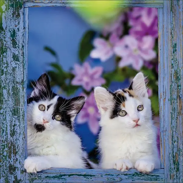 Bild: 9783731883791 | Cats 2026 | Verlag Korsch | Kalender | 13 S. | Deutsch | 2026