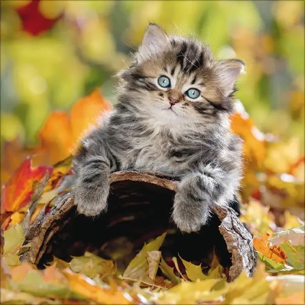 Bild: 9783731883791 | Cats 2026 | Verlag Korsch | Kalender | 13 S. | Deutsch | 2026