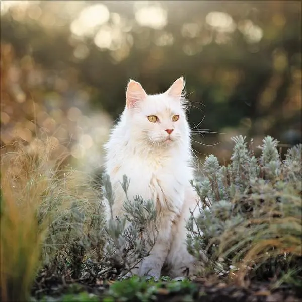 Bild: 9783731883791 | Cats 2026 | Verlag Korsch | Kalender | 13 S. | Deutsch | 2026
