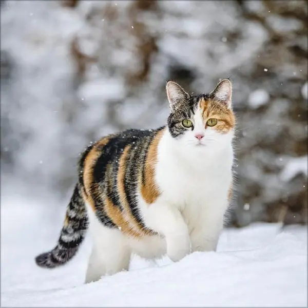 Bild: 9783731883791 | Cats 2026 | Verlag Korsch | Kalender | 13 S. | Deutsch | 2026
