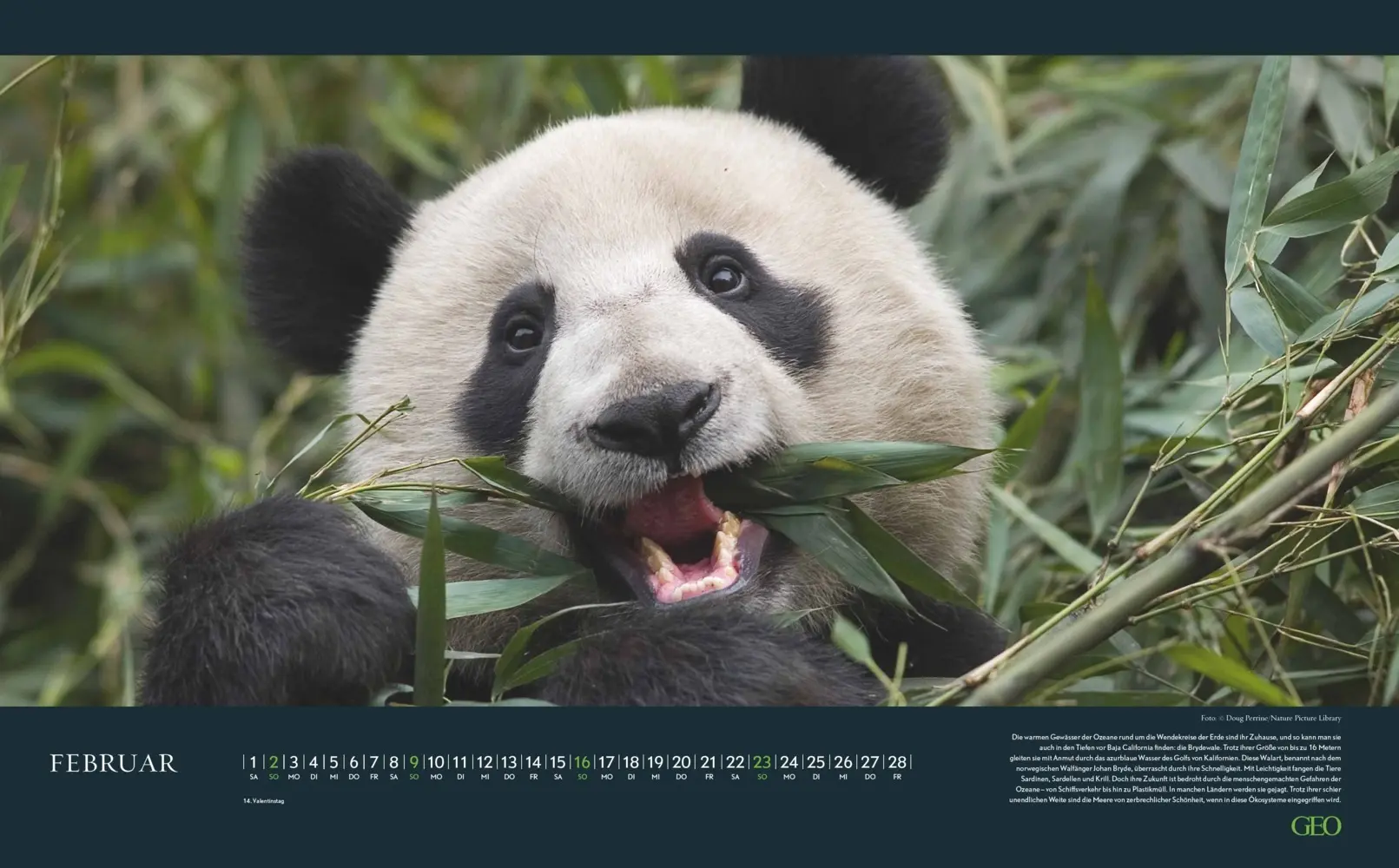 Bild: 4069095004191 | GEO - Einzigartige Tierarten 2026 - Wandkalender 58x36 cm,...