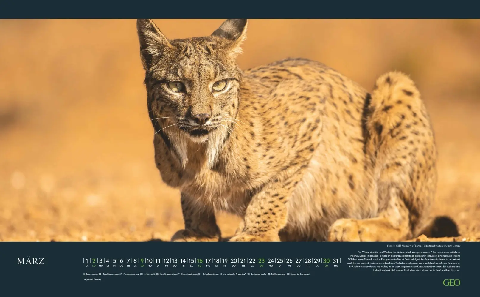 Bild: 4069095004191 | GEO - Einzigartige Tierarten 2026 - Wandkalender 58x36 cm,...