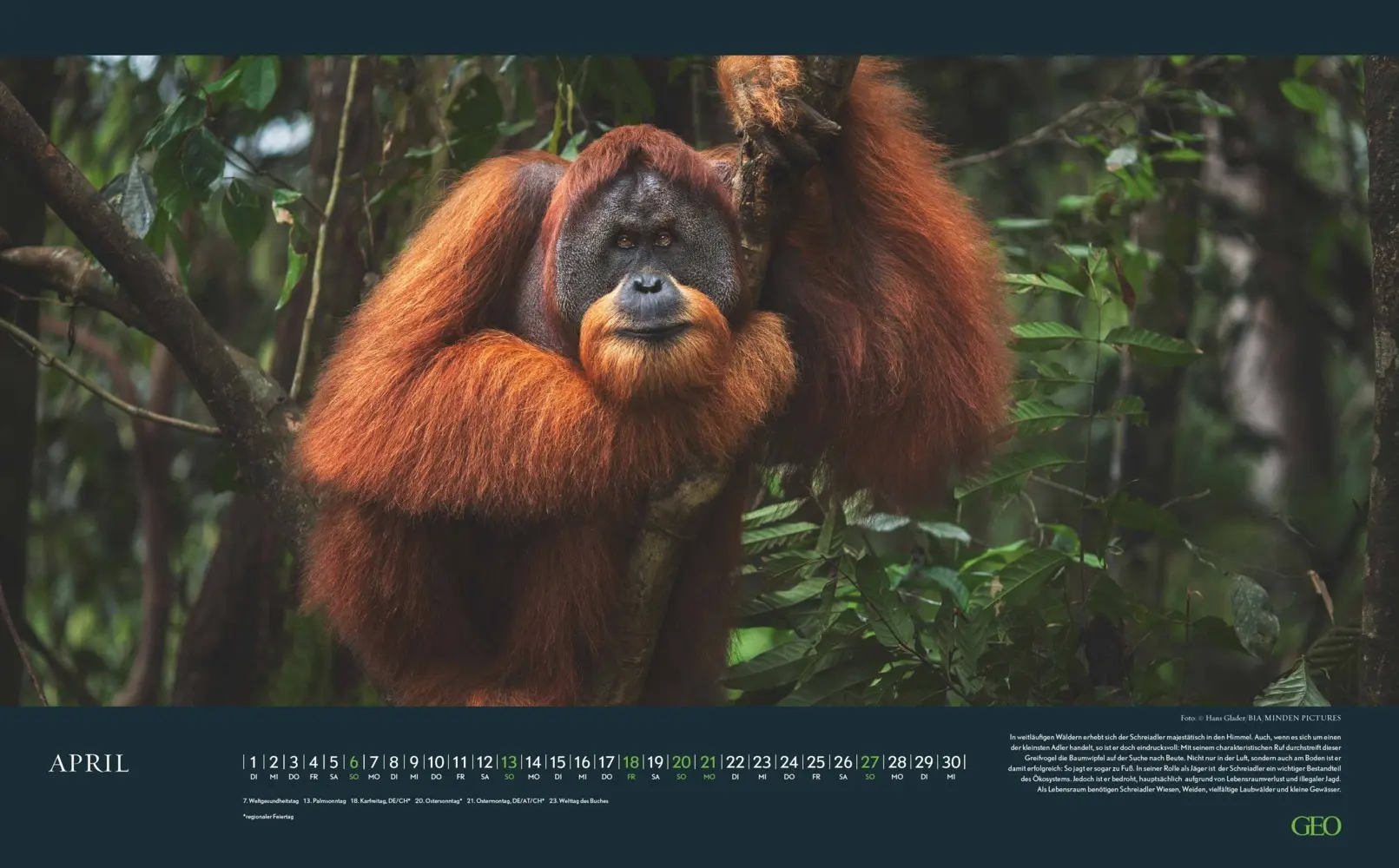 Bild: 4069095004191 | GEO - Einzigartige Tierarten 2026 - Wandkalender 58x36 cm,...
