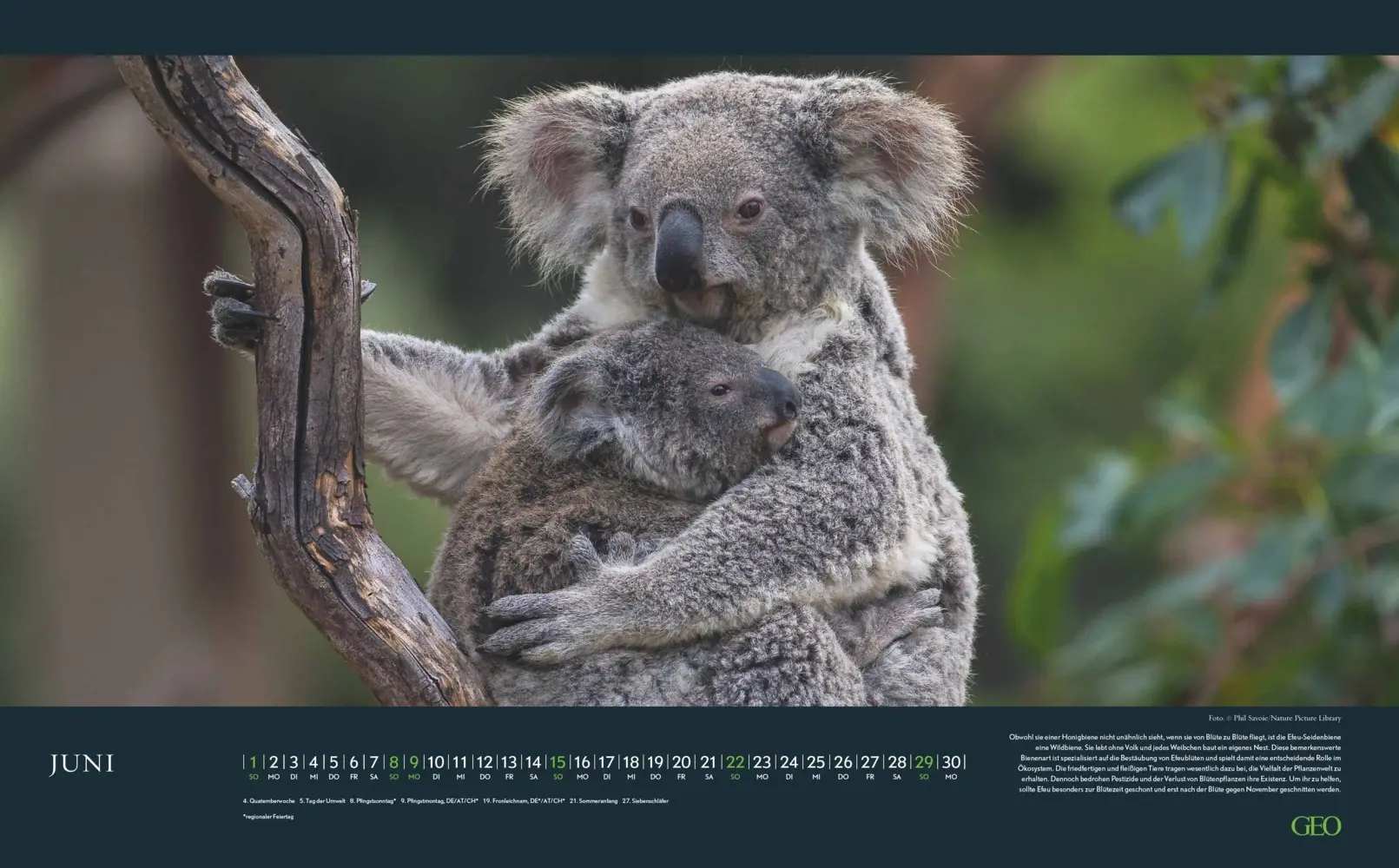 Bild: 4069095004191 | GEO - Einzigartige Tierarten 2026 - Wandkalender 58x36 cm,...