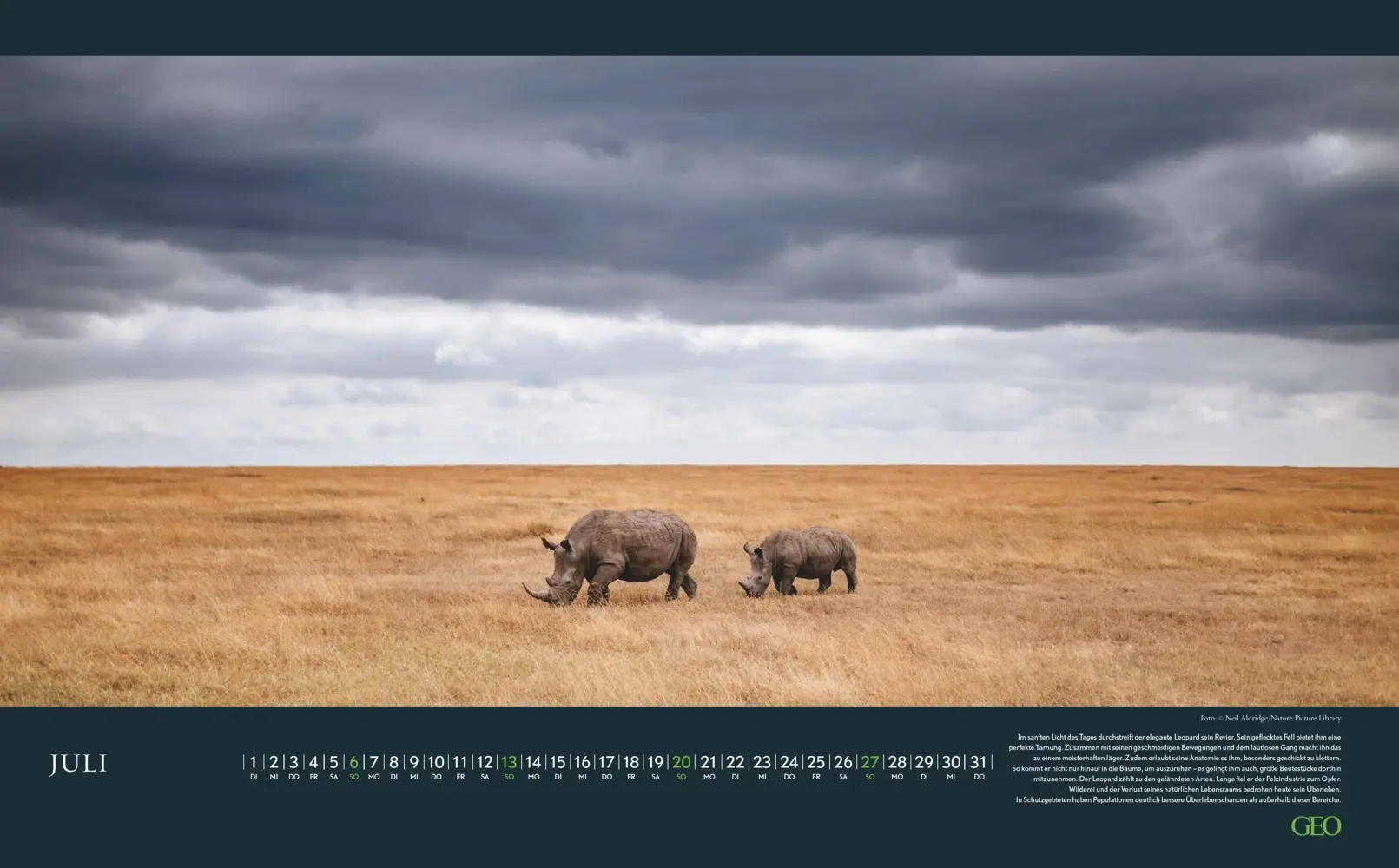 Bild: 4069095004191 | GEO - Einzigartige Tierarten 2026 - Wandkalender 58x36 cm,...
