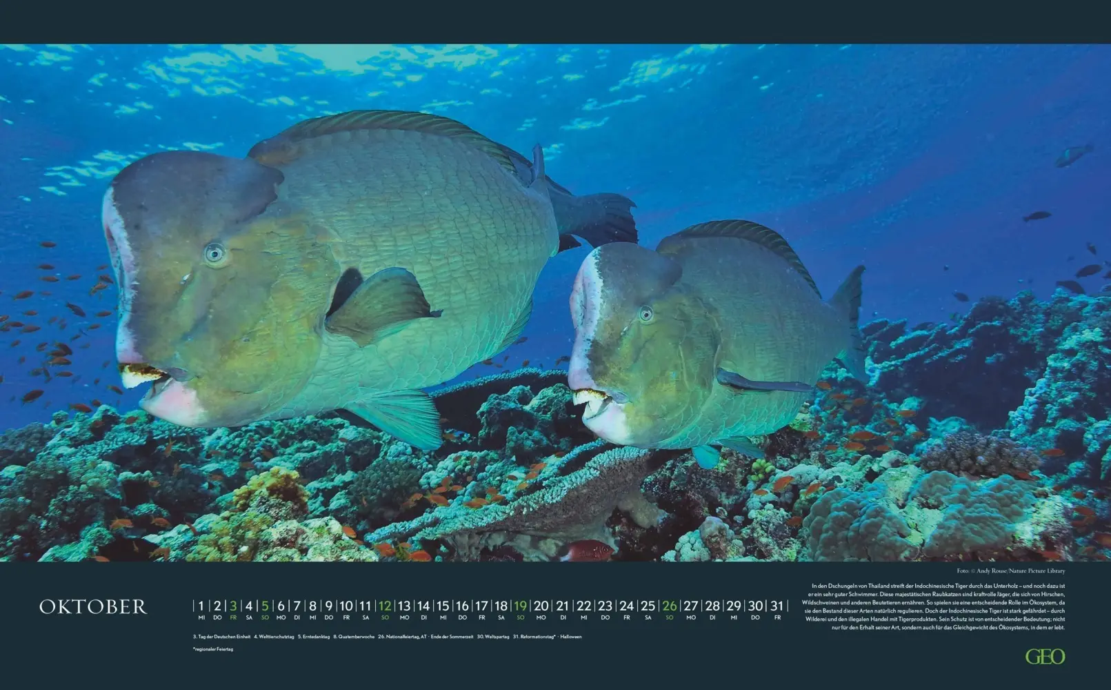 Bild: 4069095004191 | GEO - Einzigartige Tierarten 2026 - Wandkalender 58x36 cm,...