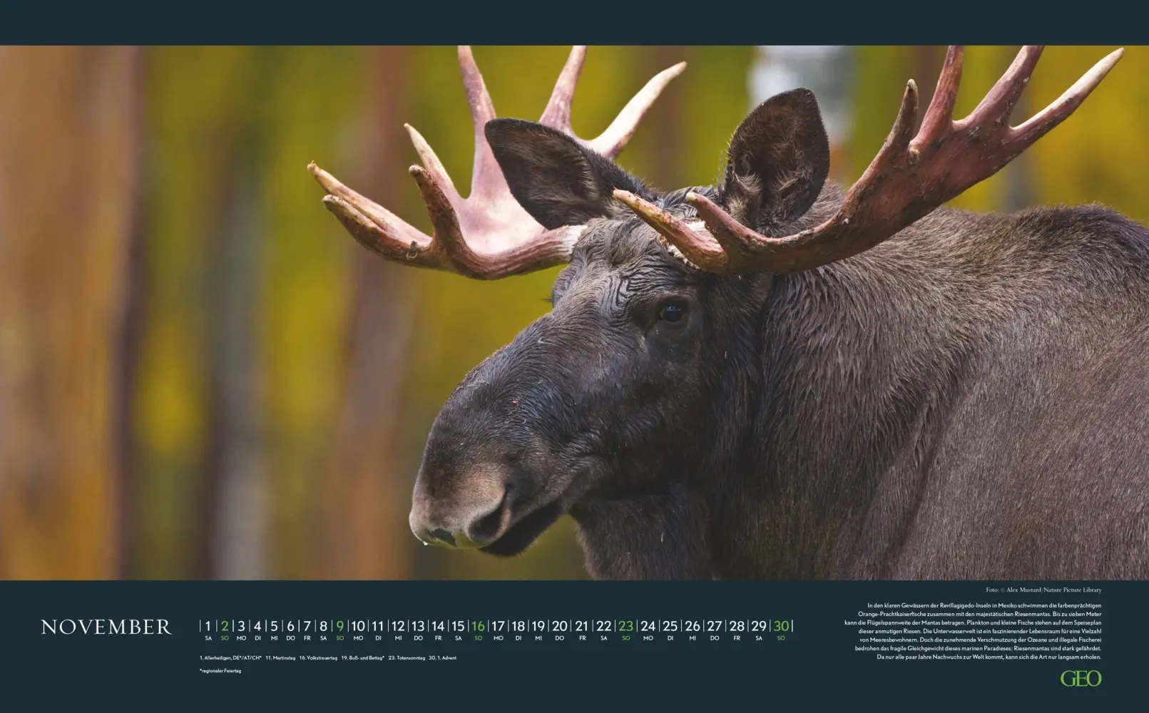 Bild: 4069095004191 | GEO - Einzigartige Tierarten 2026 - Wandkalender 58x36 cm,...