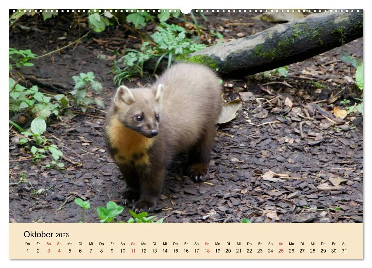 Bild: 9783457984291 | Frettchen und Marder. Frech, witzig, niedlich (Wandkalender 2026...