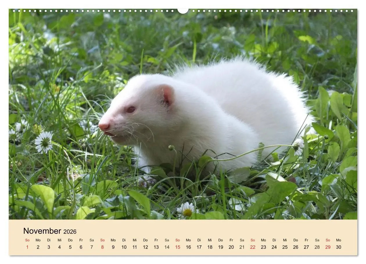 Bild: 9783457984291 | Frettchen und Marder. Frech, witzig, niedlich (Wandkalender 2026...