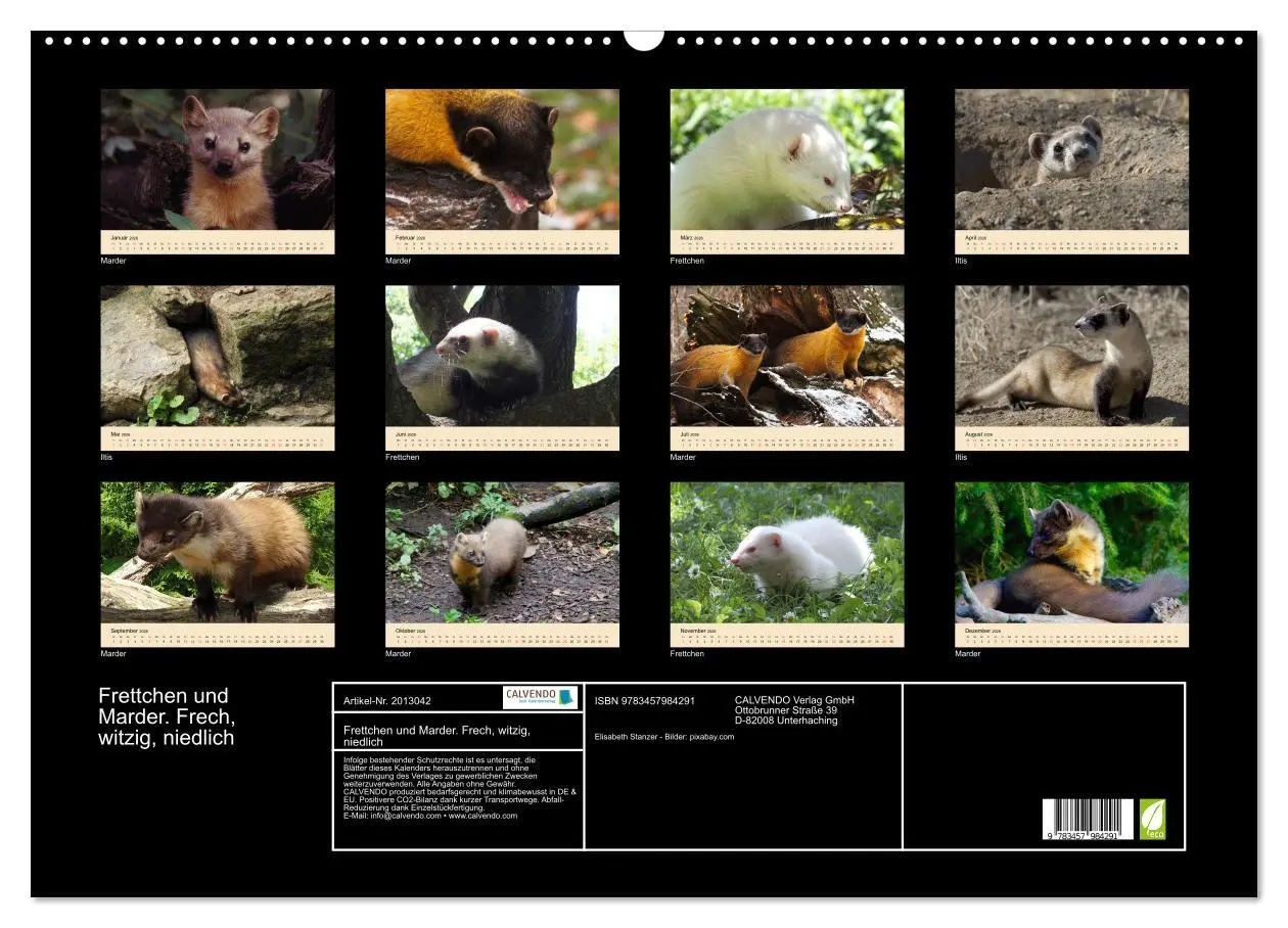 Bild: 9783457984291 | Frettchen und Marder. Frech, witzig, niedlich (Wandkalender 2026...