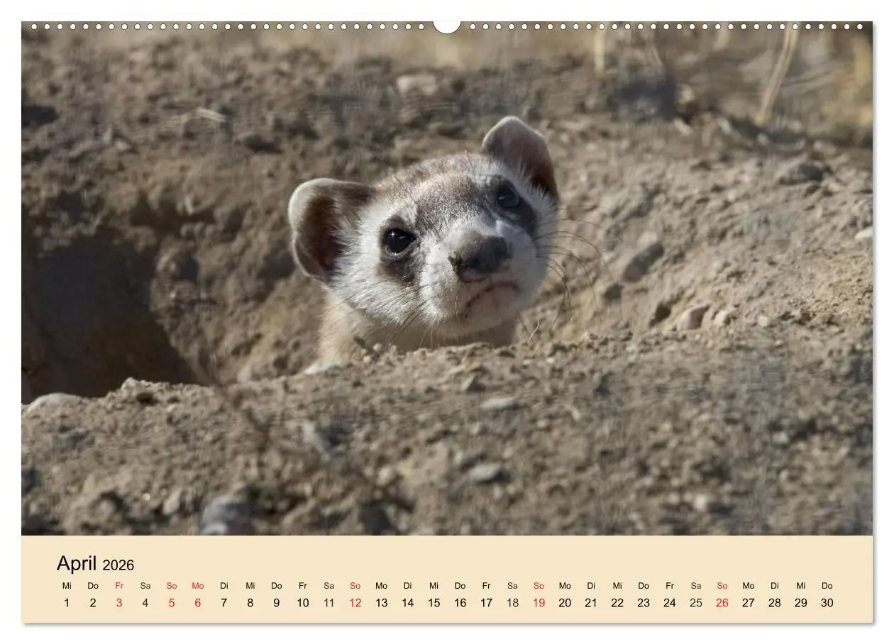 Bild: 9783457984291 | Frettchen und Marder. Frech, witzig, niedlich (Wandkalender 2026...