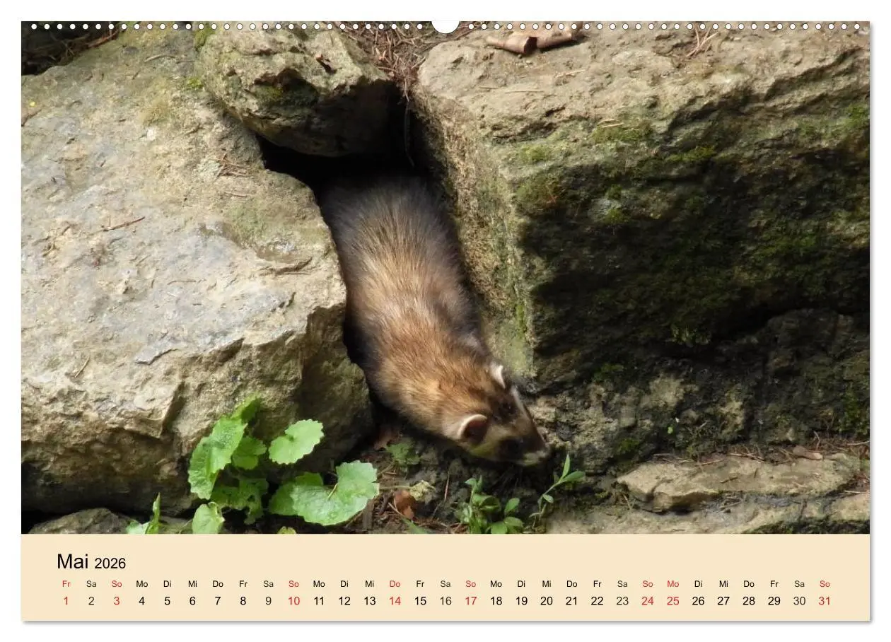 Bild: 9783457984291 | Frettchen und Marder. Frech, witzig, niedlich (Wandkalender 2026...